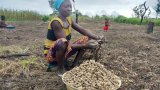 Centrafrique: le CICR au secours des groupements agricoles de la Nana-MambÃ©rÃ©
