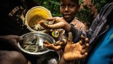 Centrafrique: comme chaque annÃ©e, la saison des chenilles Â«MakongoÂ» bat son plein